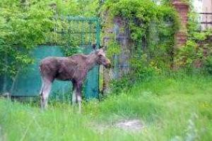 В центре Славянска поймали лося