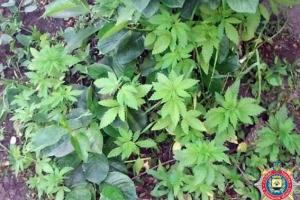 Мариуполец выращивал коноплю на своем приусадебном участке