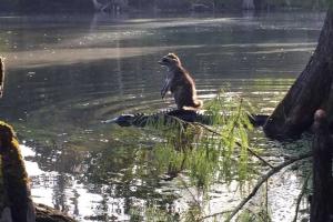 Енот верхом на крокодиле стал новой "звездой" интернета 