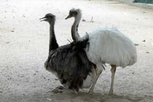 Янукович может спать спокойно: страусы, которых он "поддерживал", чувствуют себя хорошо 