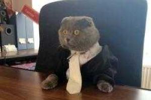 В румынской компании должность PR-директора занимает кот