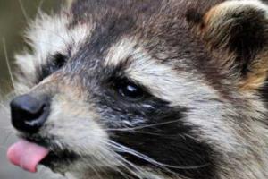 Ролик с пьяным енотом набрал более 1,3 млн просмотров