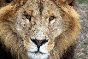 В Тбилиси сбежавший из зоопарка хищник загрыз мужчину