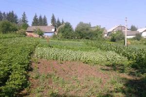 В огороде жительница Прикарпатья вырастила 770 растений мака
