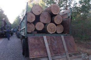 Из зоны отчуждения пытались вывезти 14 дубовых бревен
