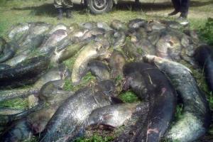 На Черниговщине задержаны браконьеры с рекордным уловом сомов