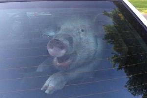 Арестованный поросенок в отместку обгадил полицейскую машину