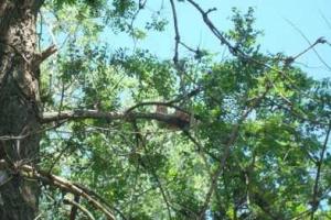 В Мариуполе на дереве две недели сидит котенок