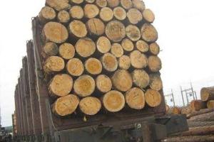 Закарпатским лесничествам приказали ждать "гостей"