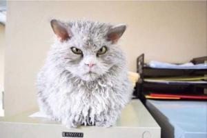 У Сердитой кошки появился конкурент – Напыщенный Альберт