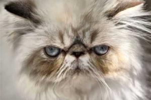 На Харьковщине кот убил хозяина