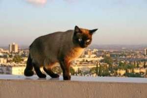 Житель Воронежской области "заказал" киллеру кошку, но был застрелен вместо нее