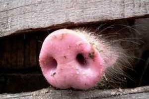 62 тысячи свиней на Киевщине будут жечь 3 недели