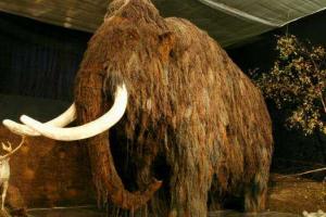 К исчезновению мамонтов причастны не люди, а климат