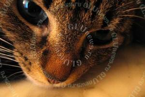 В Воронеже при попытке убить кошку киллер застрелил заказчика