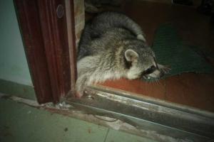 Под Киевом спасли енота - домашнего любимца, застрявшего в двери