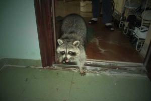 На Киевщине спасатели помогли домашнему еноту