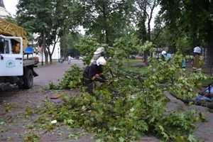 В Одессе на мужчину упало дерево