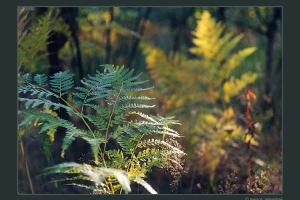 В Енакиево патруль «ДНР» избил молодежь, празднующую Ивана Купала 