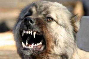 С начала года от укусов бродячих собак в Горловке пострадали 300 человек