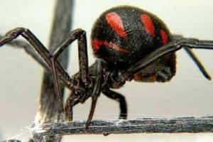 В Мариуполе пенсионерку укусил каракурт 