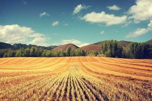 В Красном Октябре собрали хороший урожай пшеницы