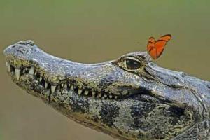 В мексиканском городке прошла весьма необычная свадьба: мэр города женился на крокодиле