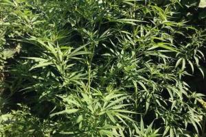 Харьковские правоохранители обнаружили плантацию конопли у 47-летней женщины