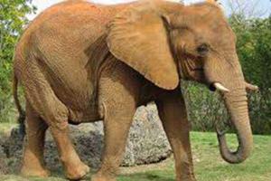 Трагедия в Таиланде: слон убил человека и с туристами на спине убежал в джунгли