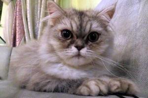 У пресс-секретаря Тимошенко живет кот с тризубом на лбу