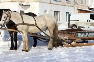 Россия продолжает вставать с колен: в Омске вместо автобусов будут ездить на лошадях