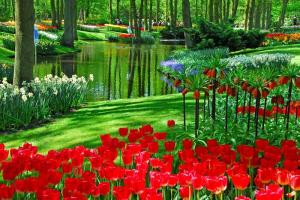 Голландские цветы больше не попадут в Россию без экспертизы