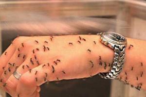 В Харькове зарегистрированы 3 случая лихорадки Денге