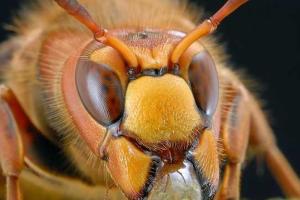 В киевских многоэтажках поселились опасные пчелы