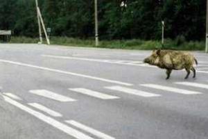 "Дравшийся" с машинами кабан-безумец поверг в шок российских водителей