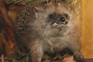 Атакующие людей бешеные ежики держат в страхе жителей России