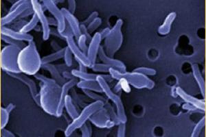 На территории "ДНР" есть угроза вспышки инфекционных заболеваний