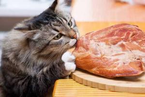 Британец пожаловался в полицию на кошку, которая съела его бекон