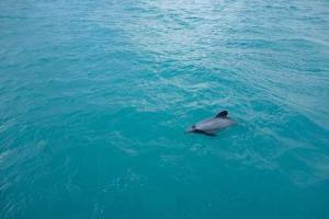 ХАМАС взял в плен израильского дельфина-шпиона