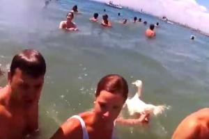 Правозащитника в Испании избили живой уткой