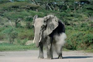 В Таиланде бешеный слон унес китайцев в джунгли