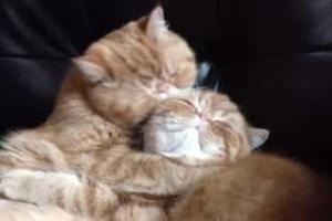 Целующиеся котики покорили интернет