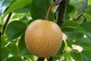 От утреннего похмелья лучше всего спасет стакан этого сока