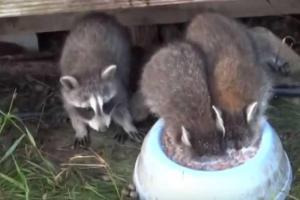 Еноты насмешили интернет страстью к молоку