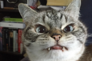 Кошка-"вампир" стала звездой интернета