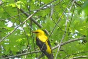 В Мариуполе поселилась экзотическая птица