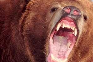 На Курилах живодеры на внедорожниках несколько раз переехали медведя, но он им отомстил