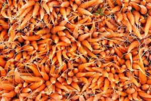 Вслед за сыром в России уничтожили 10 тонн польской моркови