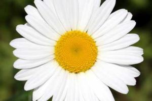 В Харькове планируют установить еще один рекорд Украины