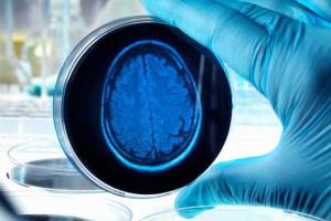 Американские ученые вырастили в лаборатории копию человеческого мозга